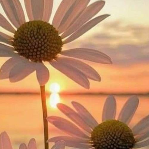 สมาชิกหมายเลข 4177645