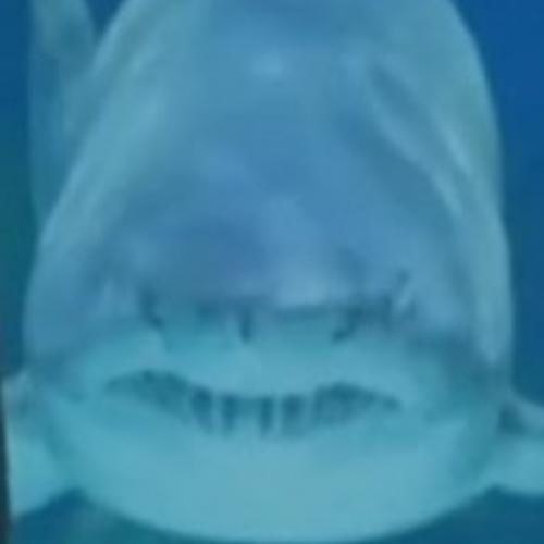 สมาชิกหมายเลข 6460220