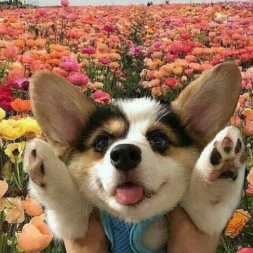 สมาชิกหมายเลข 6509903