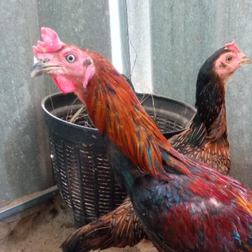 สมาชิกหมายเลข 6510032