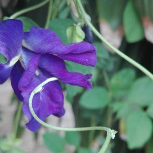 สมาชิกหมายเลข 4647238