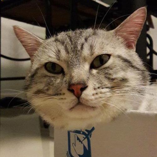 สมาชิกหมายเลข 4647417