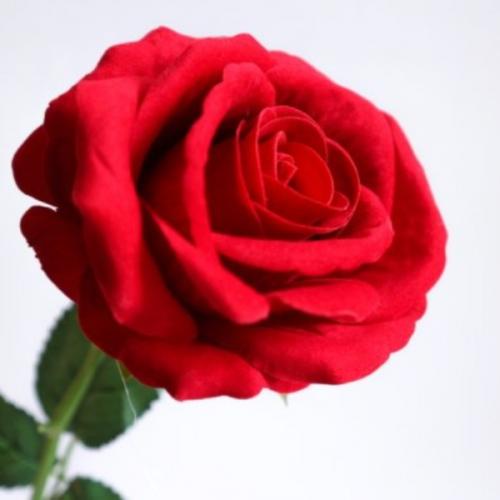 สมาชิกหมายเลข 5908404