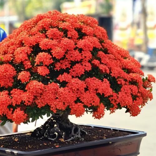 สมาชิกหมายเลข 5020915