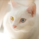 สมาชิกหมายเลข 4263548