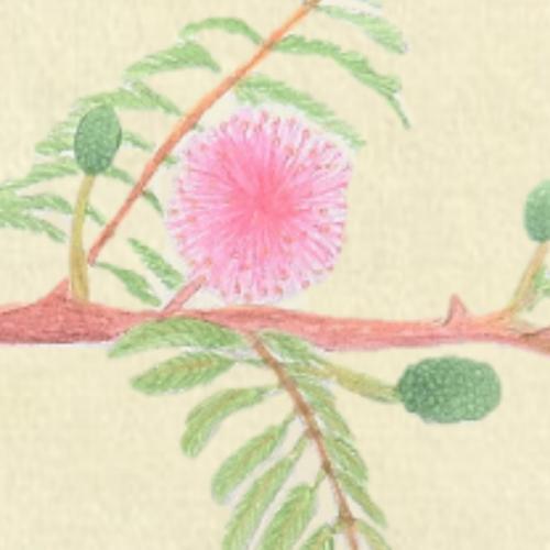 สมาชิกหมายเลข 4379519