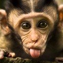 สมาชิกหมายเลข 4264058