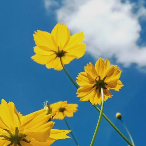 สมาชิกหมายเลข 7224250