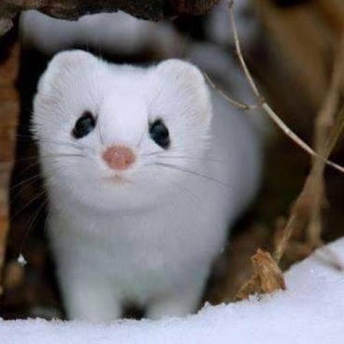 กระดิ่งดิงดอง