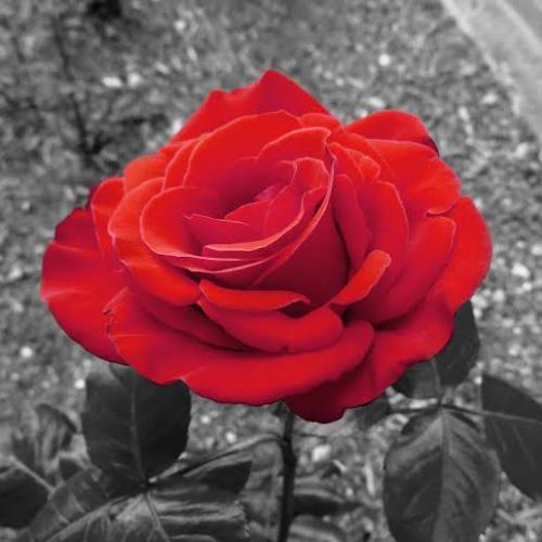 สมาชิกหมายเลข 5910782