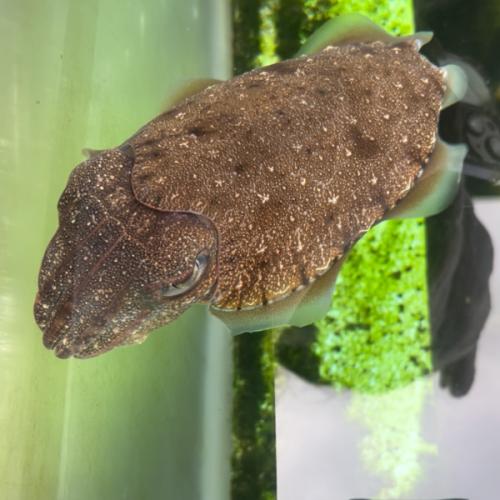 สมาชิกหมายเลข 2719605