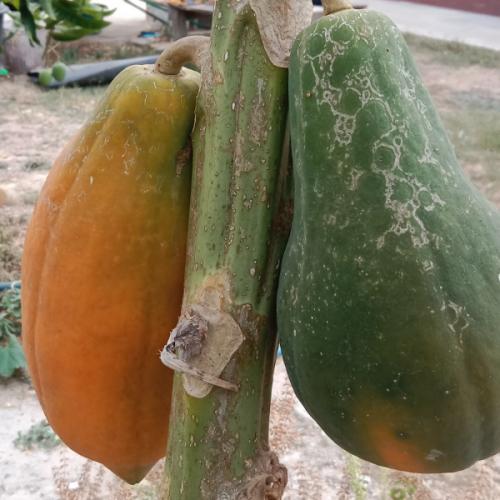 สมาชิกหมายเลข 7037122