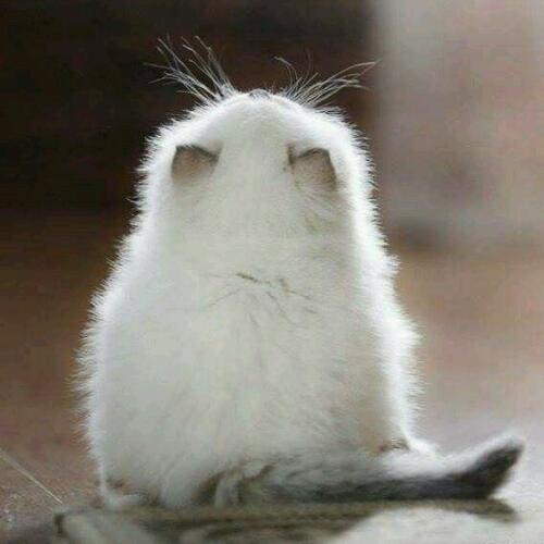 สมาชิกหมายเลข 4525749