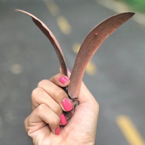 มะแข่นแสนสวย