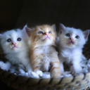 สมาชิกหมายเลข 3922679