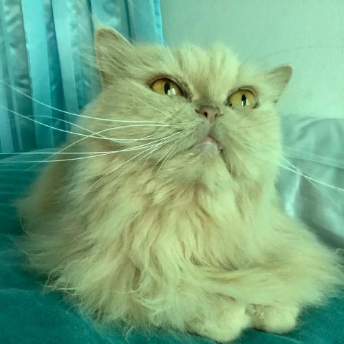 สมาชิกหมายเลข 5911876