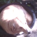 สมาชิกหมายเลข 786797