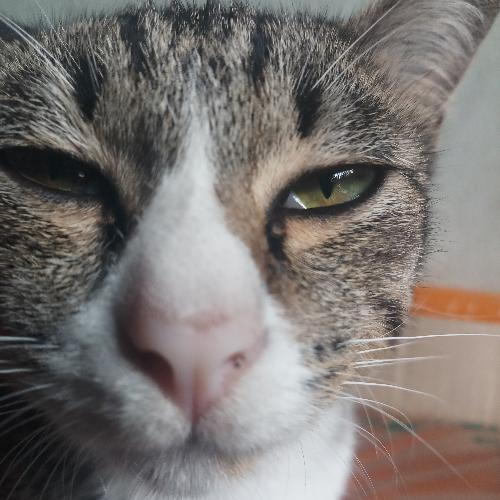 สมาชิกหมายเลข 2451086