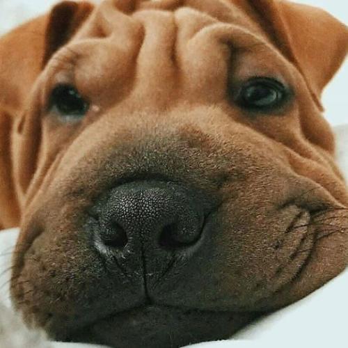 สมาชิกหมายเลข 4977696