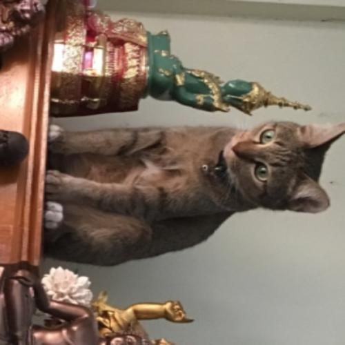 สมาชิกหมายเลข 1434085