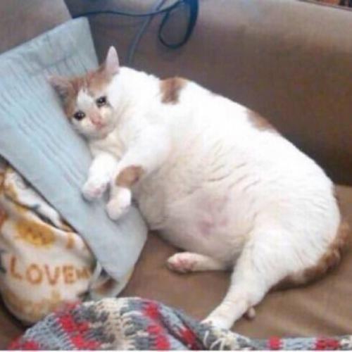 สมาชิกหมายเลข 5913160