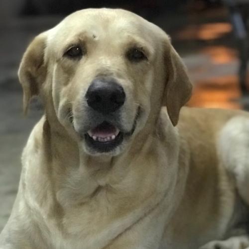 สมาชิกหมายเลข 5913203