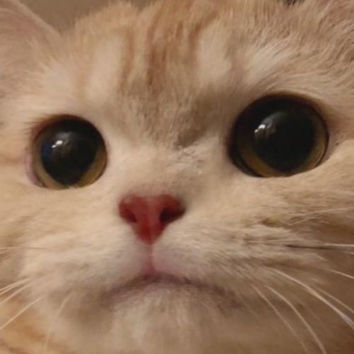 สมาชิกหมายเลข 6515419