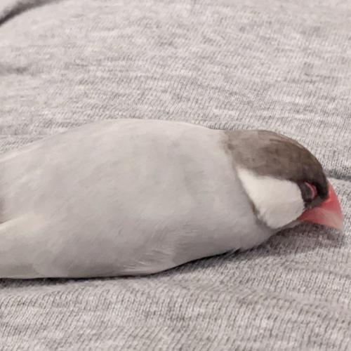 สมาชิกหมายเลข 9063082