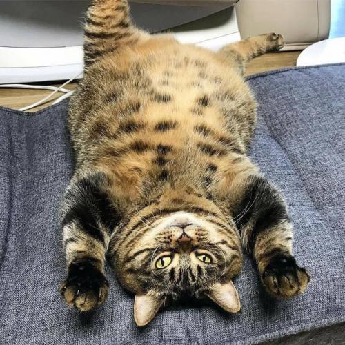 สมาชิกหมายเลข 4651031