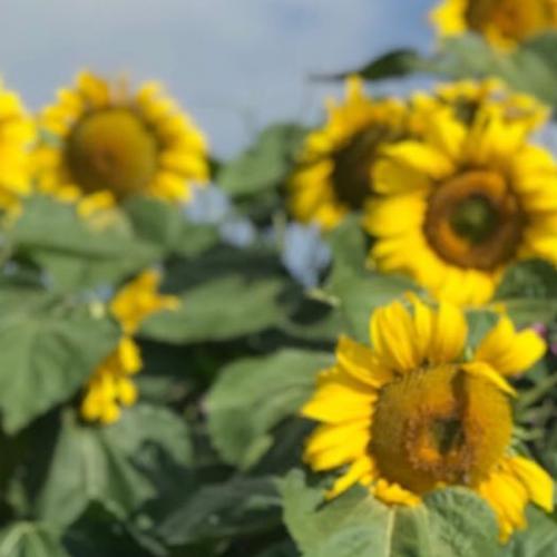 สมาชิกหมายเลข 4435551