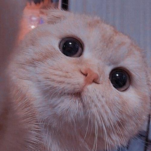 สมาชิกหมายเลข 4527898