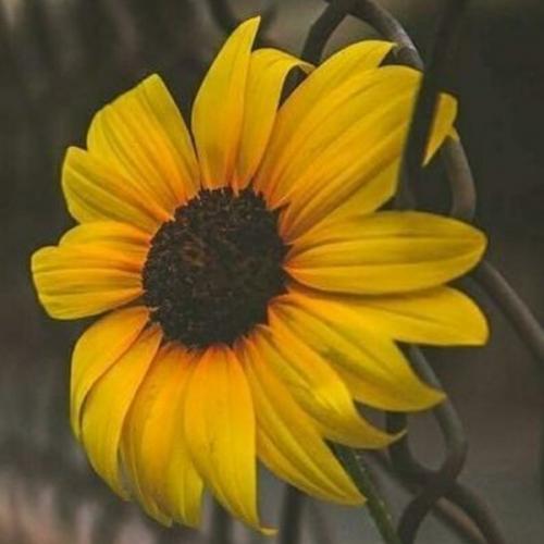 สมาชิกหมายเลข 7204554