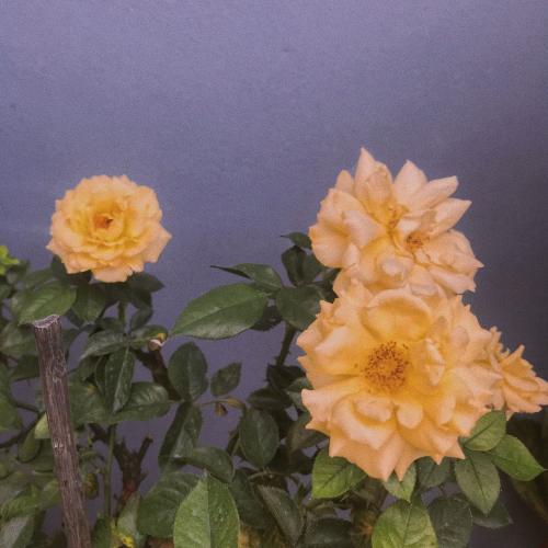 สมาชิกหมายเลข 5257387