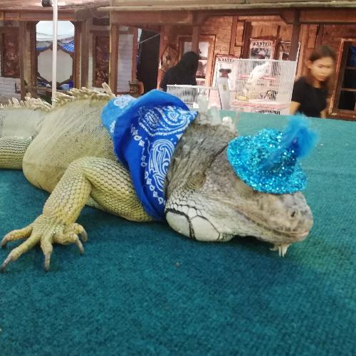 สมาชิกหมายเลข 4052365