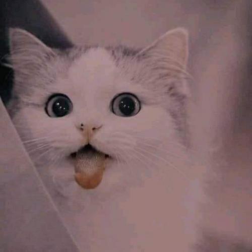 สมาชิกหมายเลข 6300309