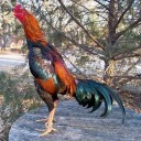 สมาชิกหมายเลข 4100371