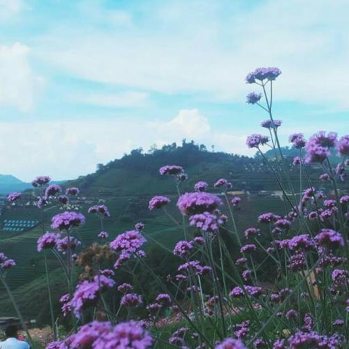 สมาชิกหมายเลข 5013602