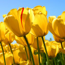 สมาชิกหมายเลข 5013909