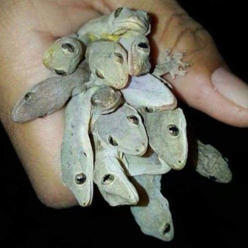 สมาชิกหมายเลข 5407274