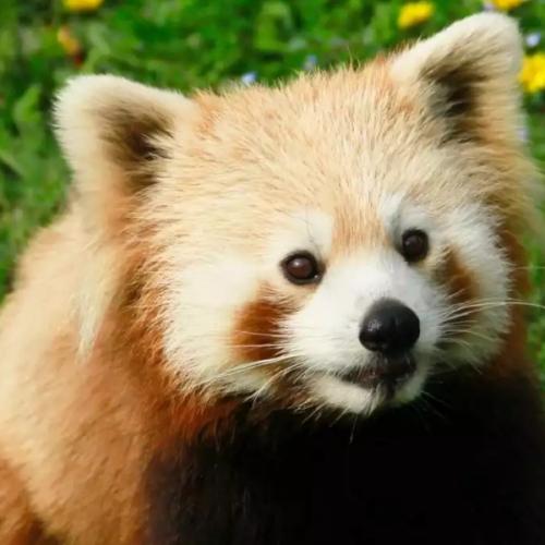 นายแรคคูน