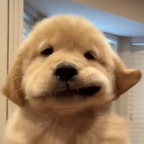 สมาชิกหมายเลข 6111671