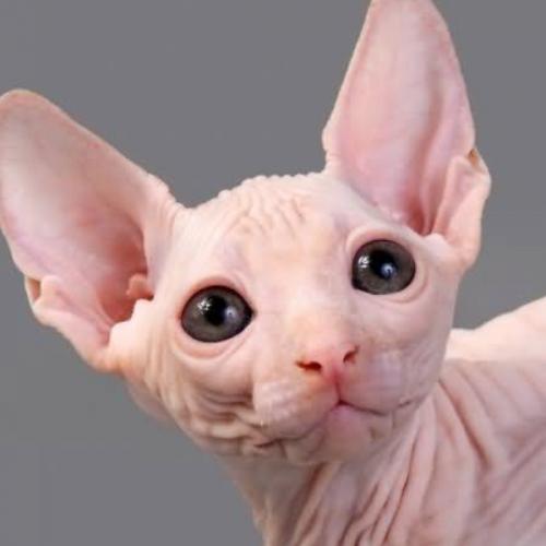 สมาชิกหมายเลข 5916195