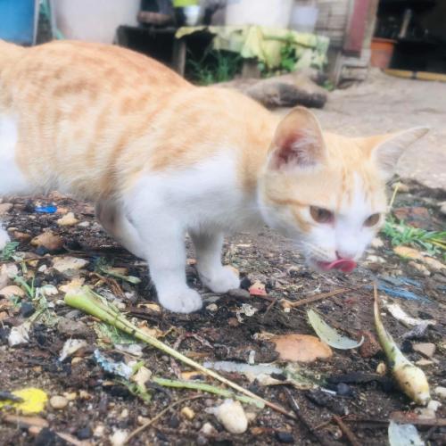 สมาชิกหมายเลข 8046529