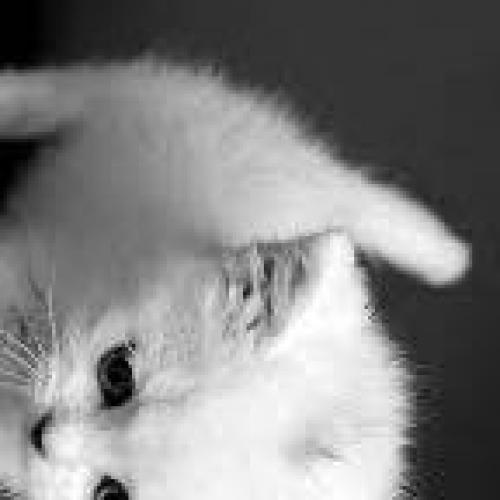 สมาชิกหมายเลข 8993502