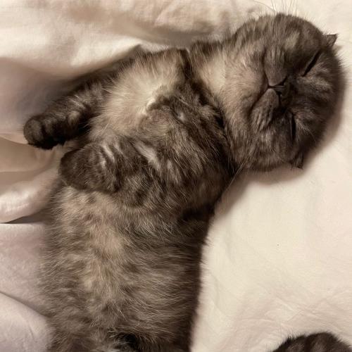 สมาชิกหมายเลข 4912989