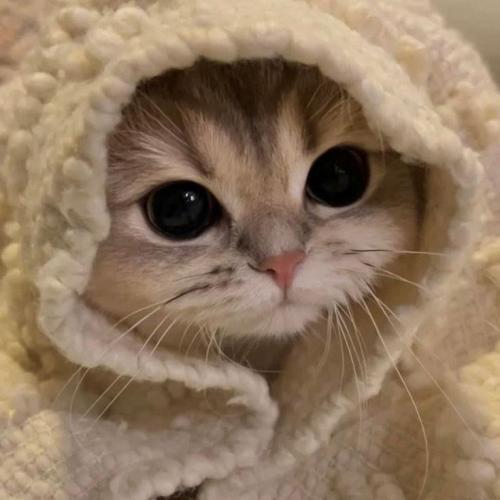 สมาชิกหมายเลข 8047316