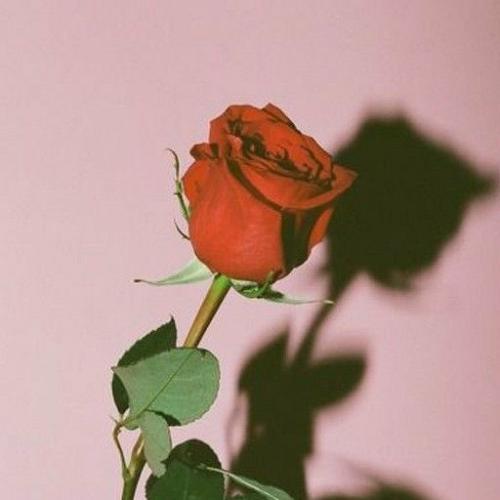 สมาชิกหมายเลข 3940049