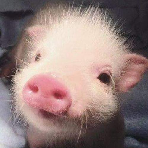 สมาชิกหมายเลข 4653439