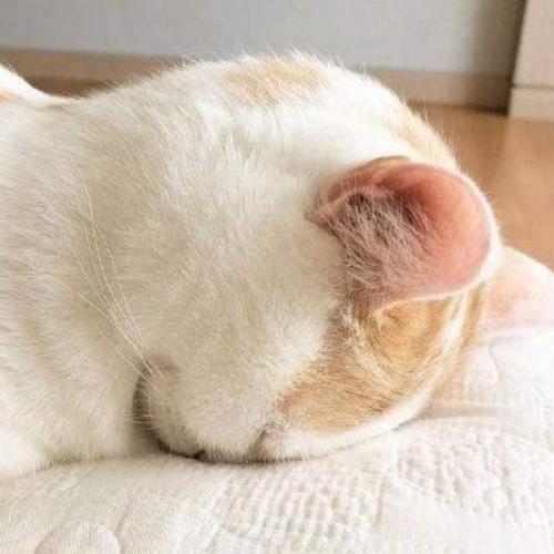 สมาชิกหมายเลข 5432490