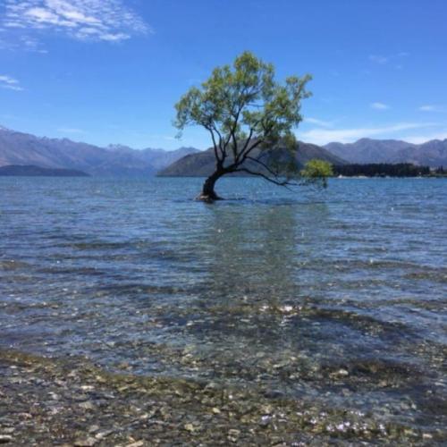 ต้นไม้ใบหญ้าสีเขียว